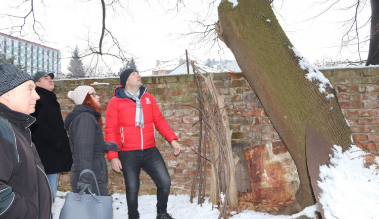 Náletový javor mléč, který roste v centru Přerova, má hodnotu půl milionu. Překáží, ale kácet se nebude