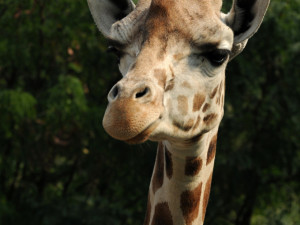 Nejstarší žirafa Zaira z olomoucké zoo musela být kvůli nemoci utracena