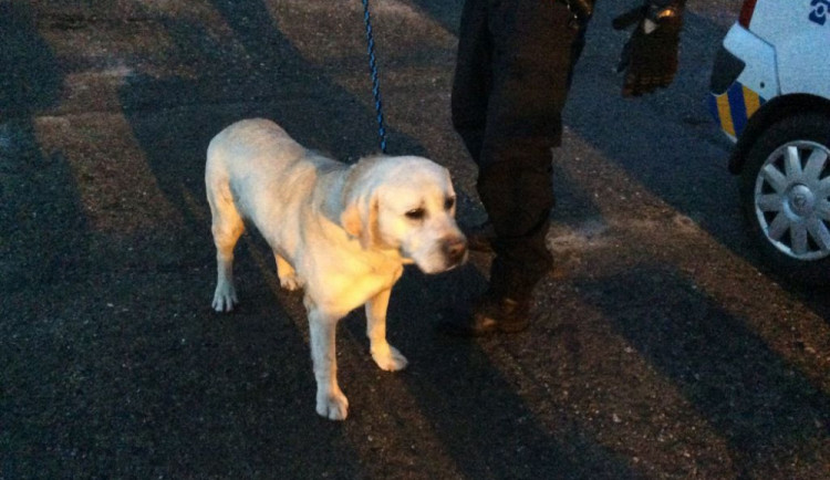 Zatoulaný pes sám přiběhl do ordinace veterináře v Olomouci. Odtud jej převezli do útulku