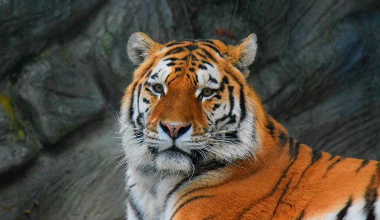 Olomoucká zoo utratila za krmení pro zvířata téměř šest milionů korun