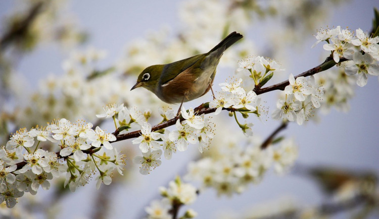 Následující čtyři týdny budou podle meteorologů teplotně nadprůměrné