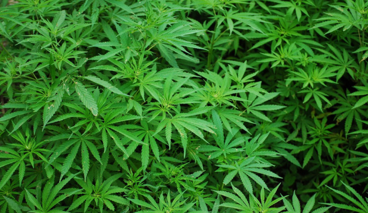 Muž měl ve sklepě čtyři roky pěstírnu konopí. Rostliny údajně používal k léčebným účelům pro svého otce a sebe