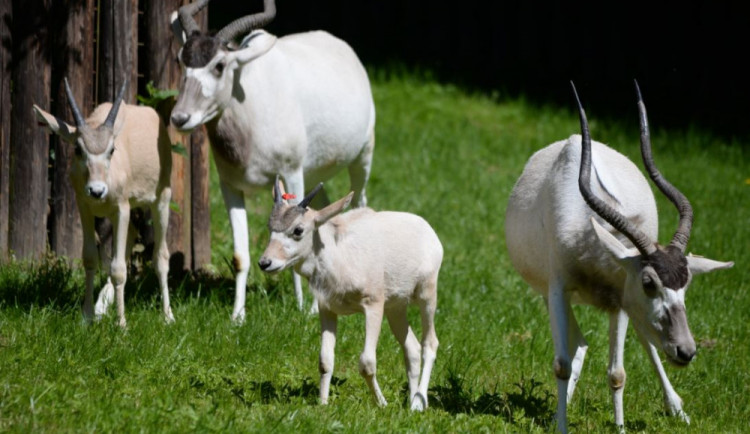 V olomoucké zoo se narodila mláďata kriticky ohroženého adaxe