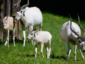 V olomoucké zoo se narodila mláďata kriticky ohroženého adaxe