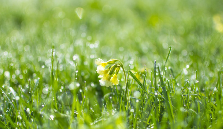 POČASÍ NA NEDĚLI: Dnes bude převážně zataženo, místy zaprší