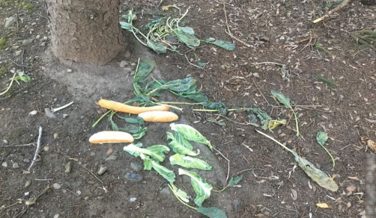 Sousedce vadilo, že senior kolem domu rozhazoval rohlíky. Ty byly určené pro zajíce, který na místo chodil