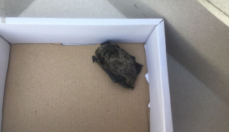 Na Masarykově třídě byl před domem nalezen netopýr. Jde o sto první nalezené zvíře od začátku roku