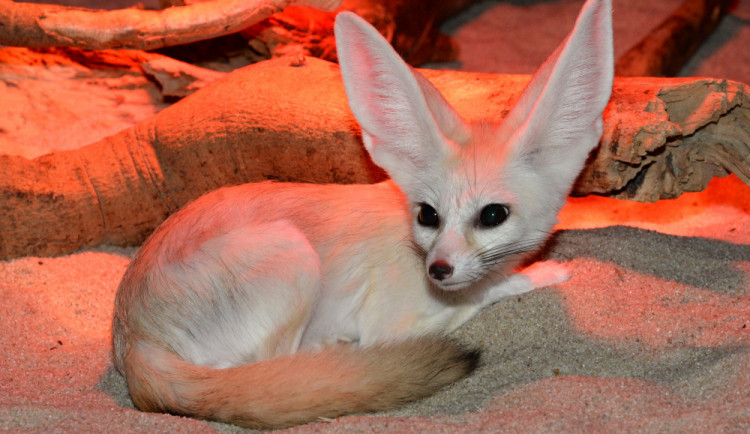 FOTO: V olomoucké zoo přišla na svět mláďata fenka berberského