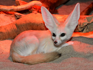 FOTO: V olomoucké zoo přišla na svět mláďata fenka berberského