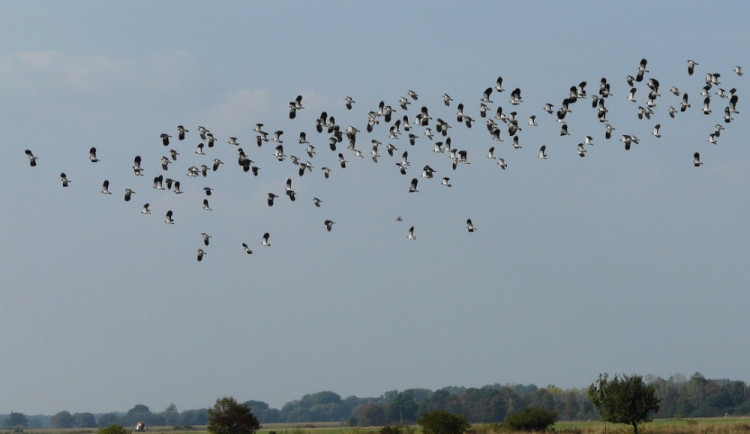 S příchodem jara přilétají z teplých krajin první ptáci. Od nás odlétají husy a hejna havranů