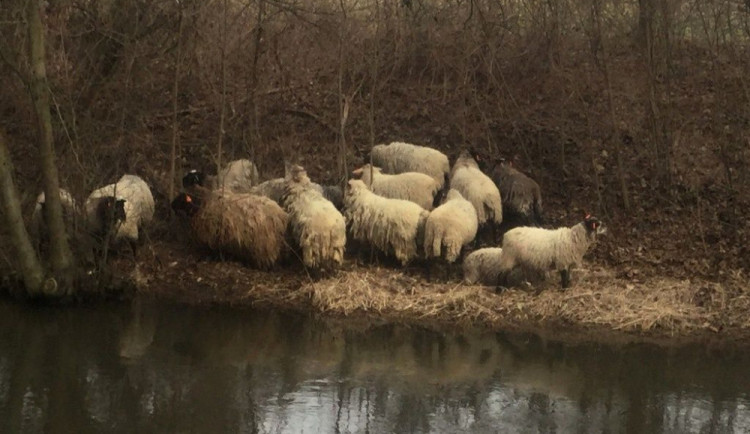 U inline stezky v Olomouci pobíhalo stádo ovcí. Případ museli řešit strážníci
