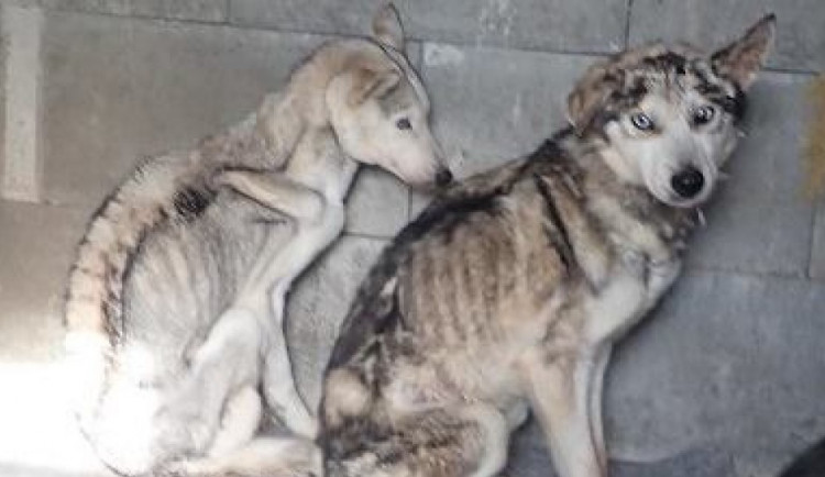 FOTO: V obci Ponikev bylo nalezeno osmnáct zubožených psů. Teď jim můžete pomoci