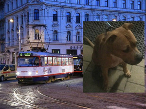Pes ujel pánečkovi tramvají, pak na něj počkal u strážníků na služebně