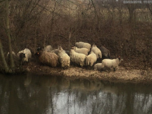 U inline stezky v Olomouci pobíhalo stádo ovcí. Případ museli řešit strážníci