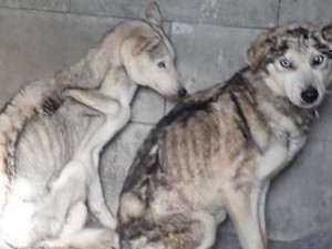 FOTO: V obci Ponikev bylo nalezeno osmnáct zubožených psů. Teď jim můžete pomoci