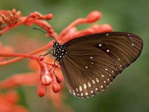 Encyklopedie Natura Bohemica, kterou založili studenti, už obsahuje více než dva tisíce článků