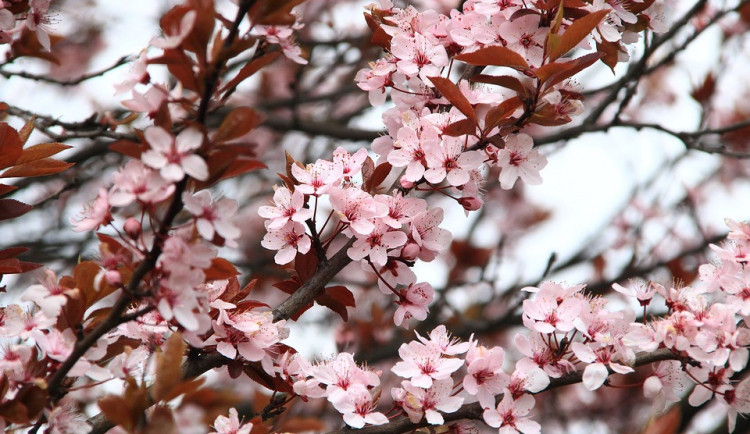 V dalších týdnech budou panovat průměrné teploty, rozdíly budou ale i desetistupňové