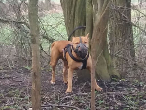 Někdo se chtěl zbavit psa, tak jej uvázal v lese. Po majiteli psa pátrá policie