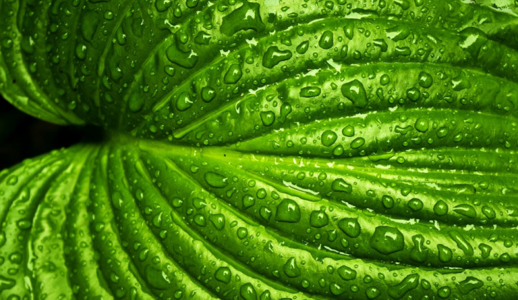 POČASÍ NA NEDĚLI: Konec týdne bude ve znamení oblačné oblohy a deště