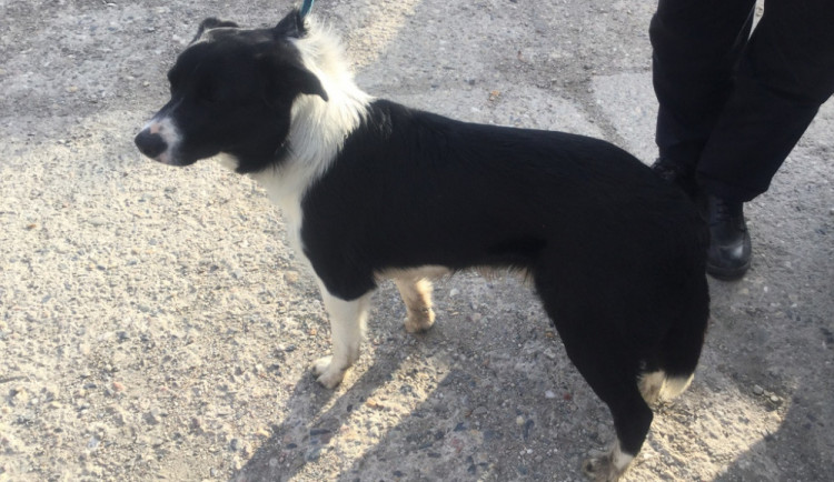 Jen během včerejšího dne řešili strážníci desítku oznámení o volně se pohybujících psech