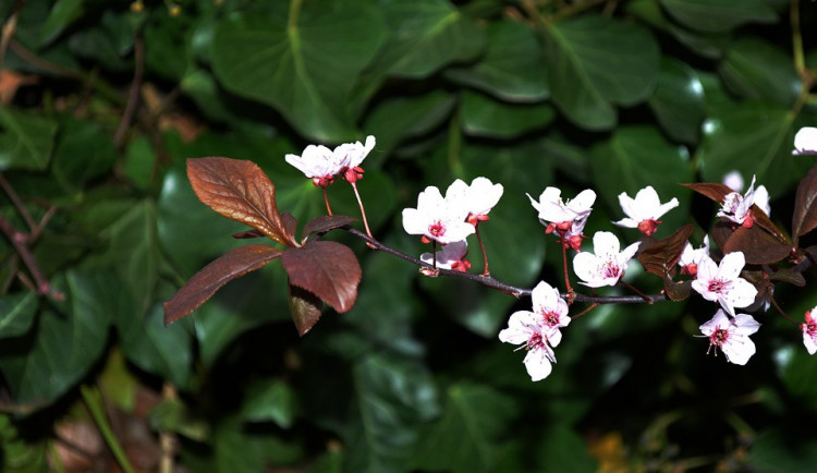 V dalším týdnu se teploty budou pohybovat kolem deseti stupňů, pak se oteplí