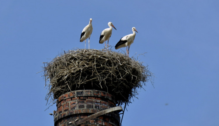 Čápi přilétají na Moravu. V Krčmani však své hnízdo pravděpodobně opět nenajdou