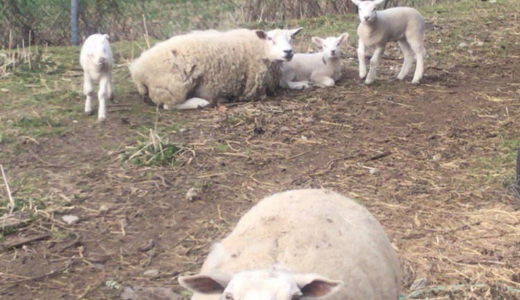 Zaběhnutí psi, zraněná kočka, nalezený papoušek nebo ovce na výletu. Strážníci od pátku řešili desítku případů se zvířaty