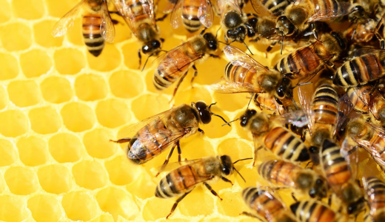 Neznámý zloděj ukradl pět úlů včetně včelstva. Majiteli vznikla škoda téměř za deset tisíc