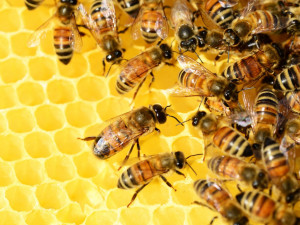 Neznámý zloděj ukradl pět úlů včetně včelstva. Majiteli vznikla škoda téměř za deset tisíc