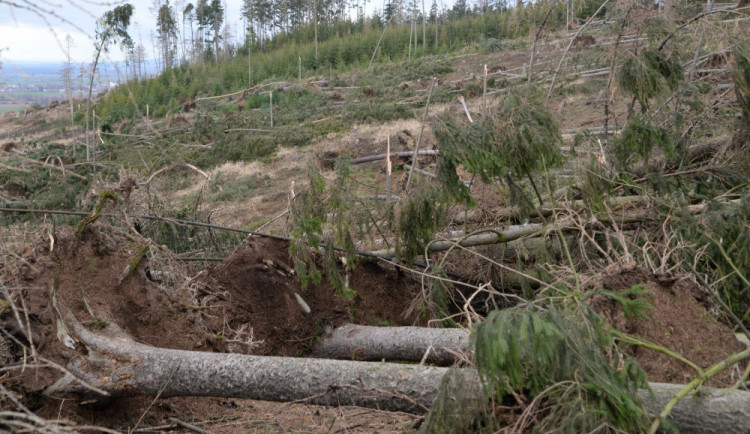 V olomoucké zoo kvůli vichřici padlo 800 stromů. Lidé mohou nově pomoci i dárcovskou DMS