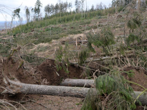 V olomoucké zoo kvůli vichřici padlo 800 stromů. Lidé mohou nově pomoci i dárcovskou DMS