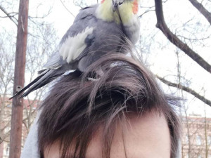 Muži přistál na rameni neznámý papoušek. Strážníci ho převezli do odborné veterinární péče