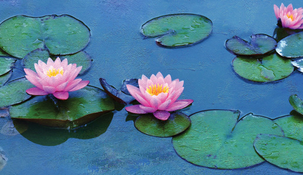 Dokument o Monetovi odstartuje cyklus Umění v kině Metropol