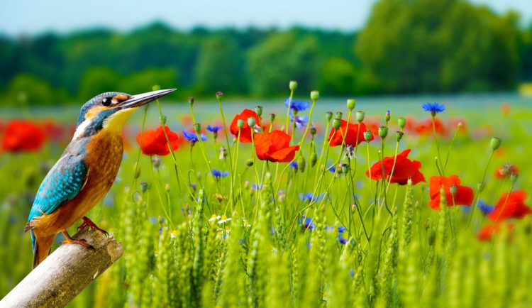 POČASÍ NA PONDĚLÍ: Apríl bude ve znamení jasné oblohy, povane čerstvý vítr