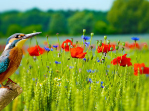 POČASÍ NA PONDĚLÍ: Apríl bude ve znamení jasné oblohy, povane čerstvý vítr