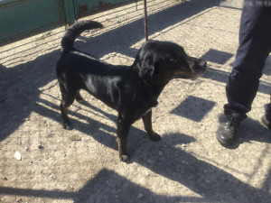 Během včerejšího dne odchytili strážníci v Olomouci hned tři psy