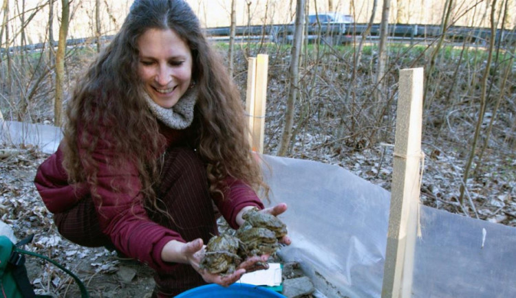 Martina Huběnková zachraňuje ropuchy před koly aut. Věnuje tomu čas i peníze