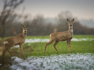 Srna, která vběhla řidiči do cesty, byla odmrštěna pod kola protijedoucího auta