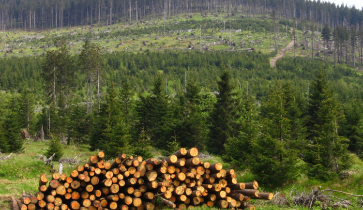 Obnova lesů v Olomouckém kraji po kůrovcové kalamitě bude trvat roky