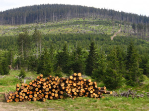 Obnova lesů v Olomouckém kraji po kůrovcové kalamitě bude trvat roky