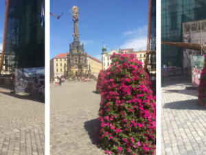 Bude Olomouc opět městem květin? V létě se rozšíří květinová výzdoba na Horním náměstí