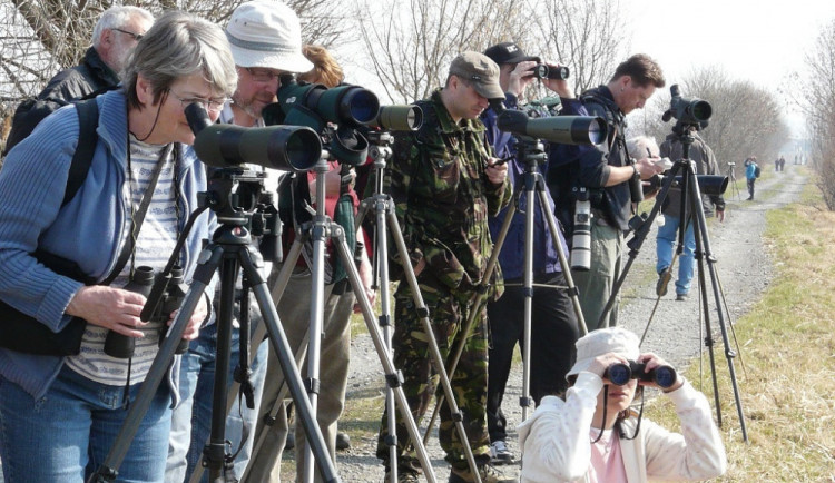 Během ornitologické akce v Tovačově viděli lidé housata hus velkých
