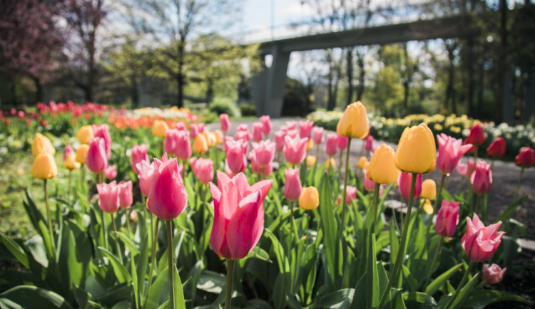 Jarní Flora Olomouc láká na spojení květin a skla