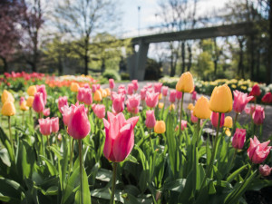 Jarní Flora Olomouc láká na spojení květin a skla