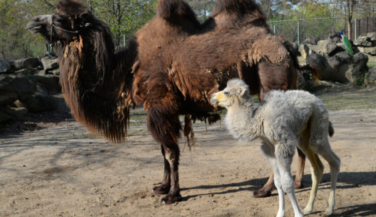 FOTO: V olomoucké zoo se téměř po dvaceti letech narodilo mládě velblouda