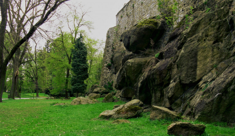 Vandal polámal čtyři buky lesní v Bezručových sadech v Olomouci