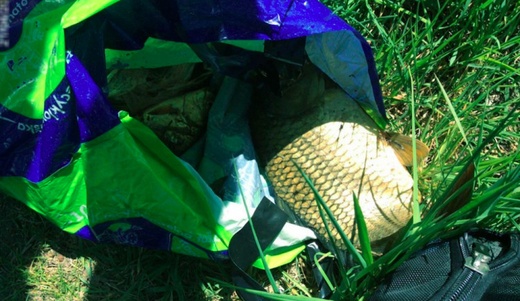 Rumun nezákonně chytal ryby na Hamrysu ve Slavoníně. Než přijeli strážníci, ulovil jich pět