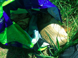 Rumun nezákonně chytal ryby na Hamrysu ve Slavoníně. Než přijeli strážníci, ulovil jich pět