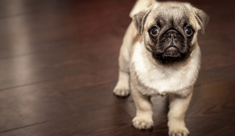 Milovníci psů se mohou zúčastnit soutěže o hrdý titul Šumperský hafan