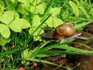 POČASÍ NA ČTVRTEK: Místy budou bouřky a zaprší, povane mírný až nárazový vítr
